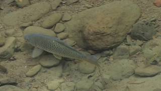 1060725七堵瑪陵坑溪鯉魚覓食