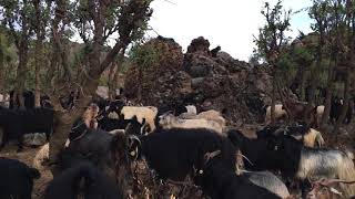 Gülyazi Köyüuludereşirnak