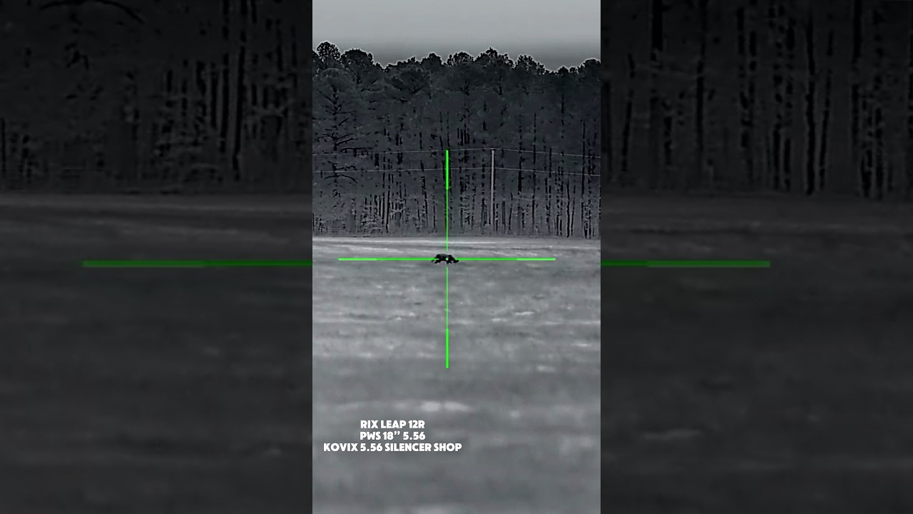 They see me rollin!  Coyotes are fast!  #coyote #thermal