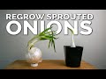 Weird Way to Regrow Onions For Better Results!