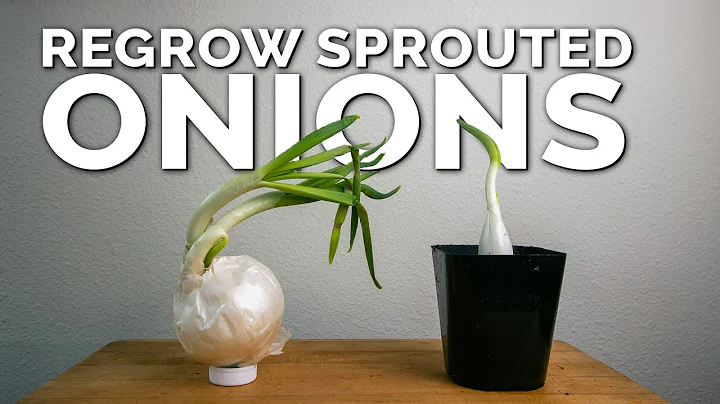 Weird Way to Regrow Onions For Better Results! - DayDayNews