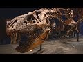 歡迎來到侏羅紀！暴龍真身在巴黎【大千世界】化石拍賣｜恐龍