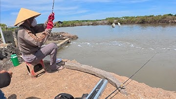 Câu bóng đục bất ngờ gặp nữ cần thủ câu cá nâu sát thủ cá nâu 2 người câu ko lại luôn quá nể|Fishing
