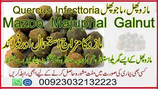 Majuphal Mazoo Galnut Health Benefits Of Mazo مازو پھل ماجو کے فائدے Health Corner 03032132223