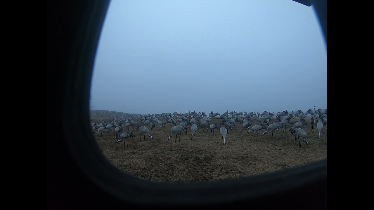 Trandansen, Hornborgasjön,Cranes 2021