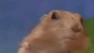 dramatic chipmunk