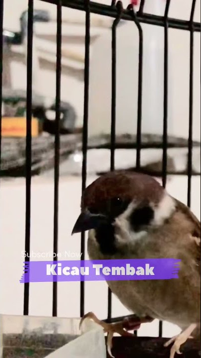 100% Nyaut!! Panggilan Suara Burung Gereja Gacor Mencari Lawan Di Alam | Kicau Tembak