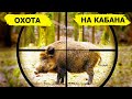 Охота на кабана - мифы и реальность. (Охотник и рыболов)