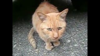 ネコなつかない動画(茶トラ) cats