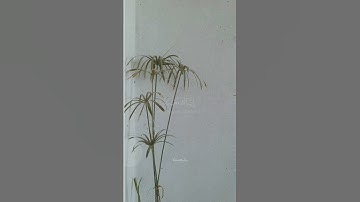 سورة الفاتحة.