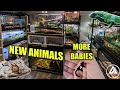 REPTILE ROOM TOUR JUNE 2021!!