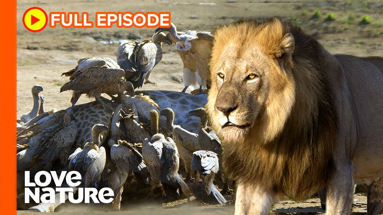 Lions, Vultures, Hyenas: Animals That Feast on The Fallen Giant | Wildlife Icons Ep201