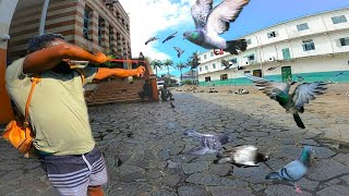 SLINGSHOT HUNTING, FOR PIGEONS AND DOVE IN THE CITY KINGSTOWN screenshot 5
