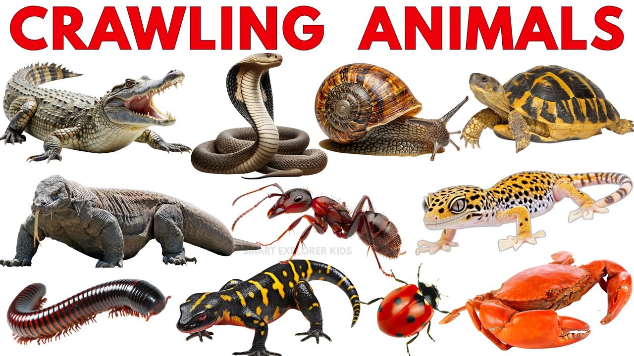 Ползающие и рептилии для детей 🐍 | Изучаем названия животных со звуками и картинками