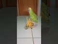 My parrot BEHIND THE SCENES #parrot #parrots #bike #bts #bmx #bikelife #pets #cycling #cyclist #meme