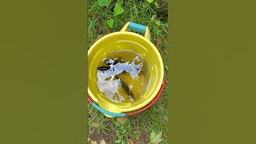 #fishing & #cooking #fish #food #shorts #animals #explore #nature #trending #wildlife #asmr #fun