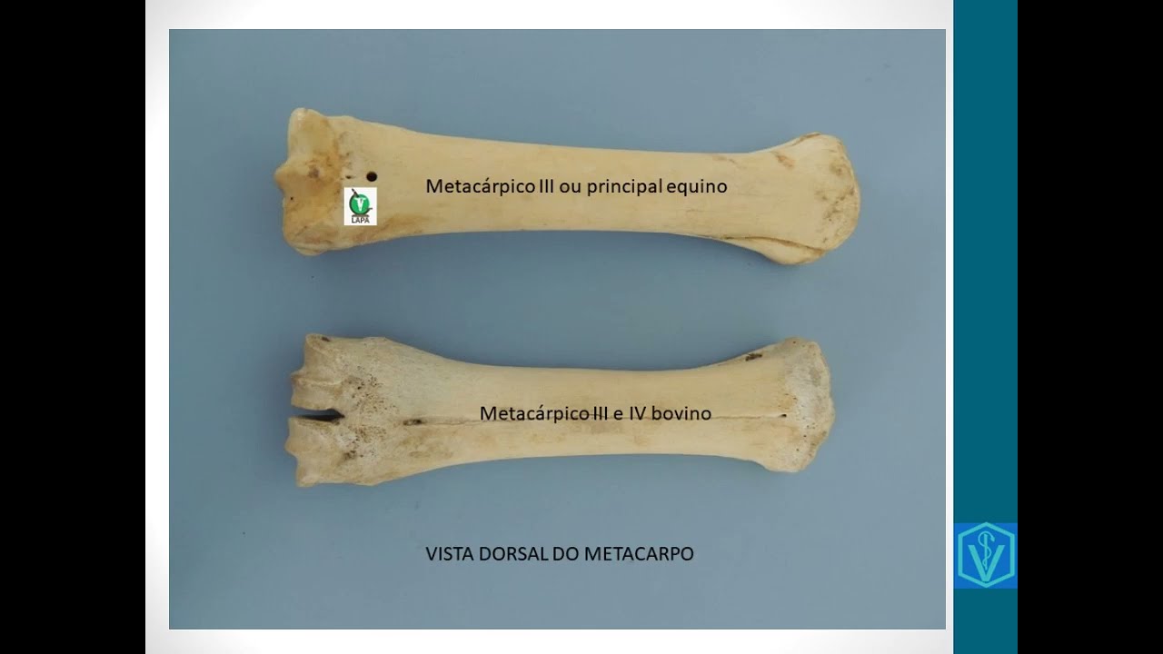 Ossos Do Carpo, Metacarpo, Tarso, Metatarso E Falanges Dos Animais | Anatomia Animal | Osteologia