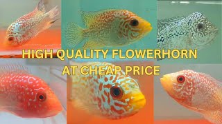 OFFER PRICE HIGH QUALITY FLOWERHORNS / GB / KAMFA / VEJA / AT CHENNAI / ROYAL AQUATICS INDIA