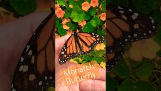 Monarch Butterfly Up Close #monarchbutterfly #butterfly #butterflyshorts #monarchbutterflies #shorts