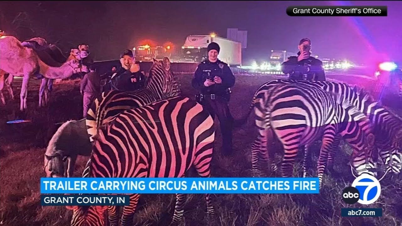 Circus zebras, camels, horse rescued from truck fire