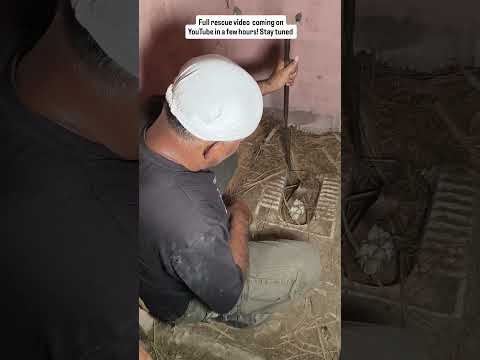 Monocled Cobra with Eggs Found Inside! 🥚😨 #snake #cobra #rescueefforts