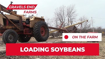 Loading soybeans into a semi
