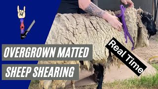 Overgrown, Matted Sheep Shearing