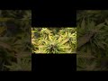 legalcannabisgrows - Update on the in.house.genetics flapjacks2.0 grown under hlgusa 320 RSPEC FR