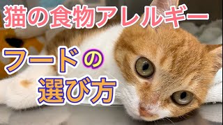【猫の食物アレルギー】検査や治療法、フードの選び方まで獣医師が解説