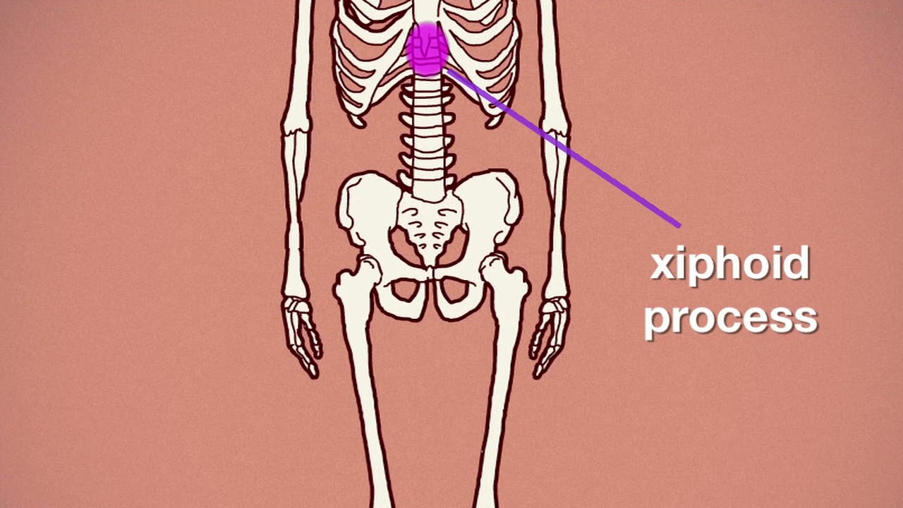 XiphoidProcess