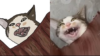 Draw | Meme Cat |  Cat memes: 100% guaranteed laughs 😂