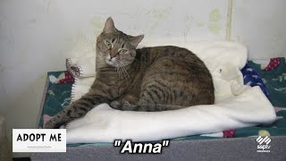 Hazleton Animal Shelter's Adopt Me March 2, 2025