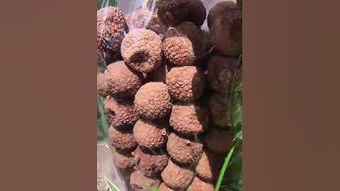 Vải thiều sấy khô Lục Ngạn-Bắc Giang TADA FOODS đồ ăn vặt sx 100% thủ công gói 500gr