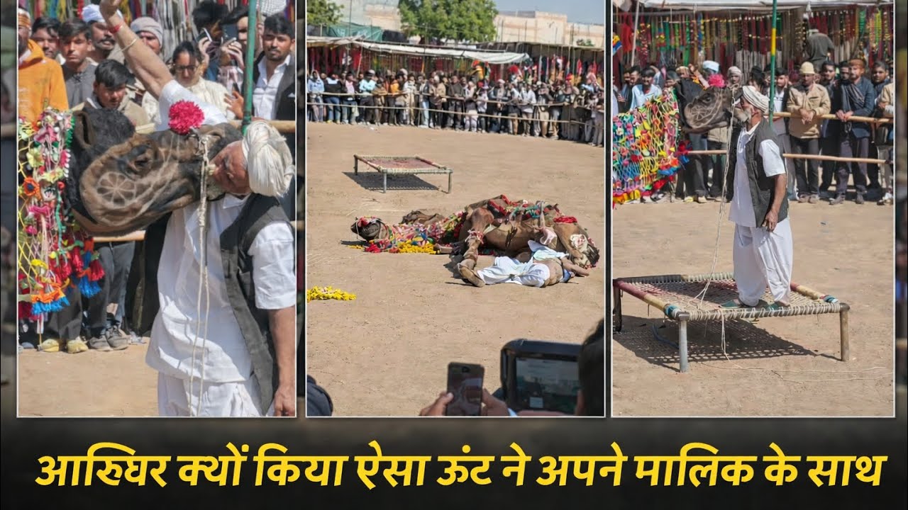 आखिर क्यों किया ऐसा ऊंट ने अपने मालिक के साथ