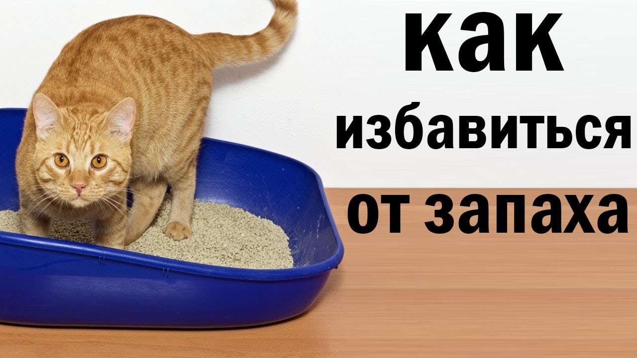 Как устранить неприятный запах от кота