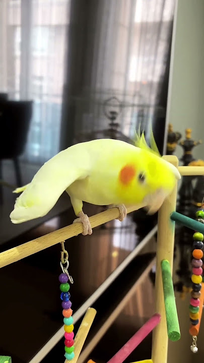suara burung falk