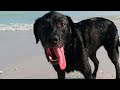 Diesem Hund passierte etwas Furchtbares, nachdem er am Strand spazierte...