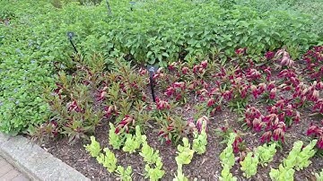 The Cincinnati Zoo and Botanical Garden Summer Flowers