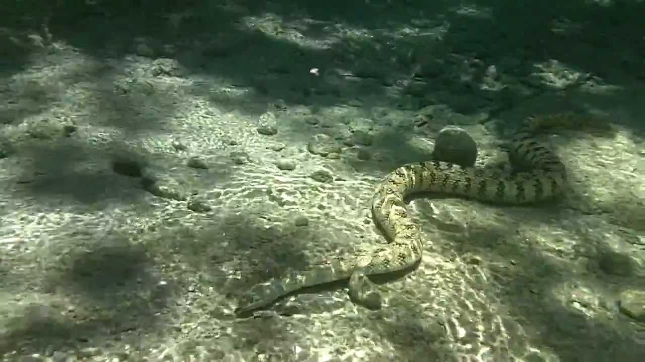 Camp Wood Tx >> snake underwater - YouTube Camp Wood Tx >> snake underwater - YouTube