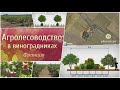 Агролесоводство в виноградниках! (Франция)