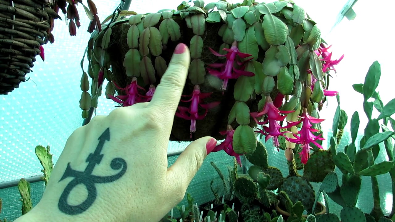 My Schlumbergera buckleyi True Christmas Cactus in beautiful Bloom in
