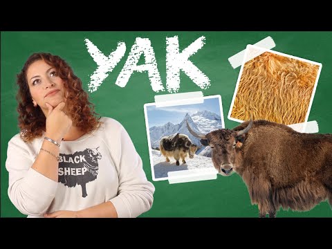 Video: Recensione della maglia in lana di yak di Kora Azog