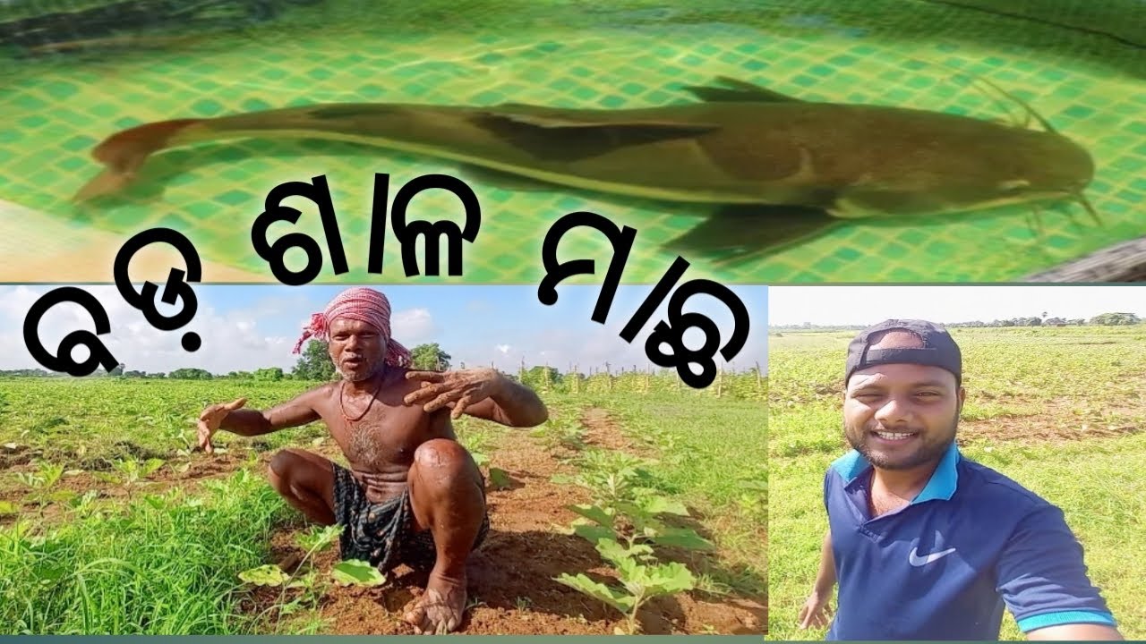 ବଡ଼ ଶାଳ ମାଛ।। Bada salaa Machha।।