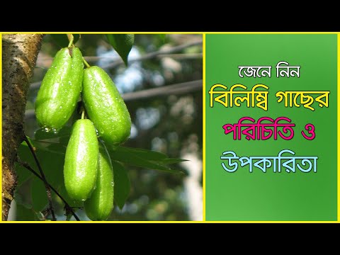 ভিডিও: বিলম্ব কী