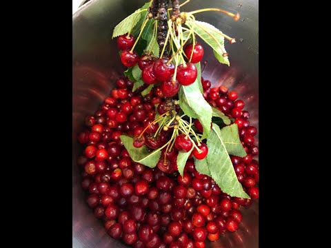 Video: How To Make Cherry Jelly