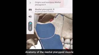 「解剖学」内側翼突筋 Anatomy of the medial pterygoid muscle #Short