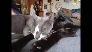 MY CATS ARE JUST PLAIN ADORABLE