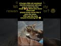 🍖 This Cat Wandered Into a Restaurant With One Mission: Find Meat! 🐾 #funny #animals #viral