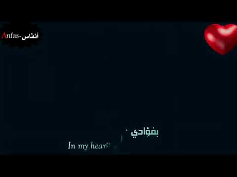 قلب السيد الطيار 