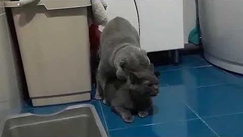 Вязка кошка первый раз